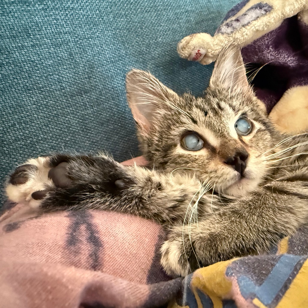 Wishingstar 25 — thumbnail 2