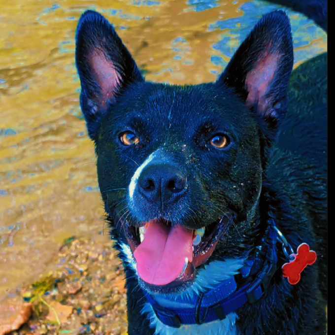 DIEGO - Cattle Dog / Retriever, Black Labrador available for adoption