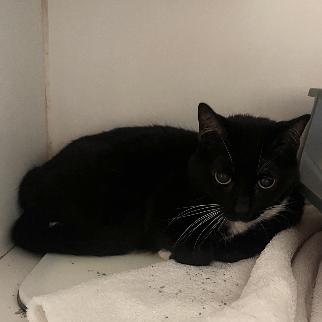 Lucy (bonded w/ Franklin)