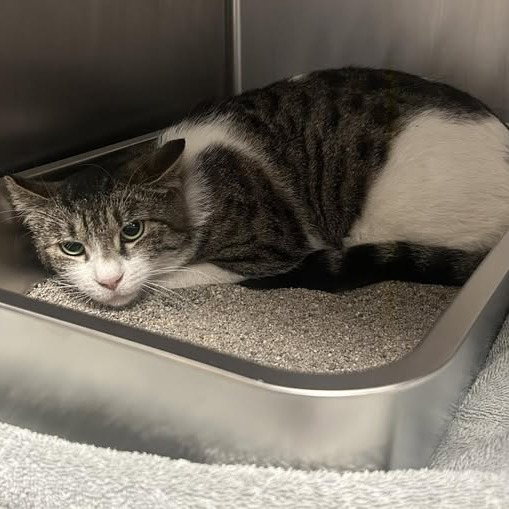 Igor - Domestic Shorthair