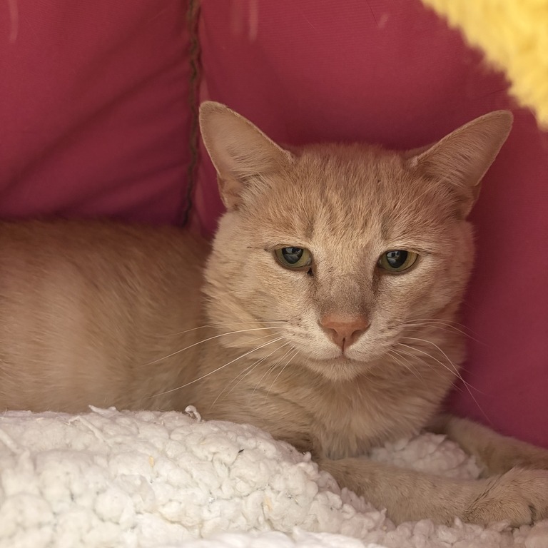 TIMMY - Domestic Shorthair available for adoption