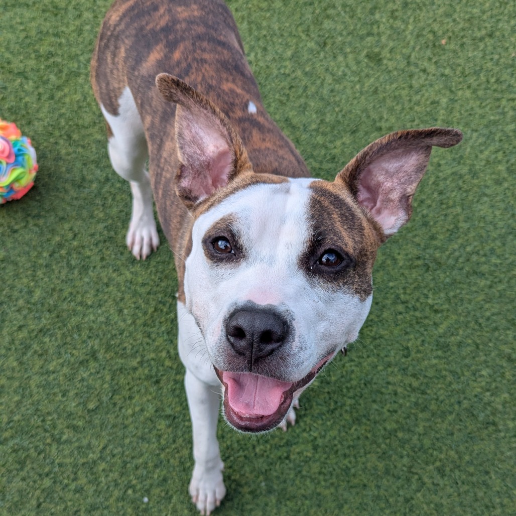 Photo of Bombyx Mori 12