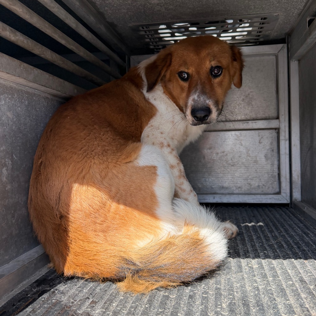 KRISPIN - Shepherd available for adoption