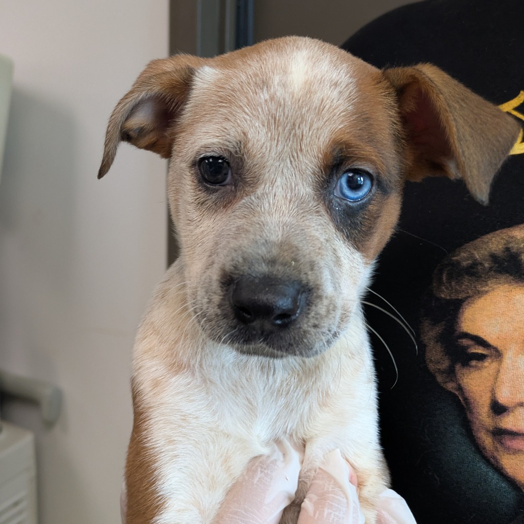 ZOLA - American Blue Heeler / Terrier available for adoption