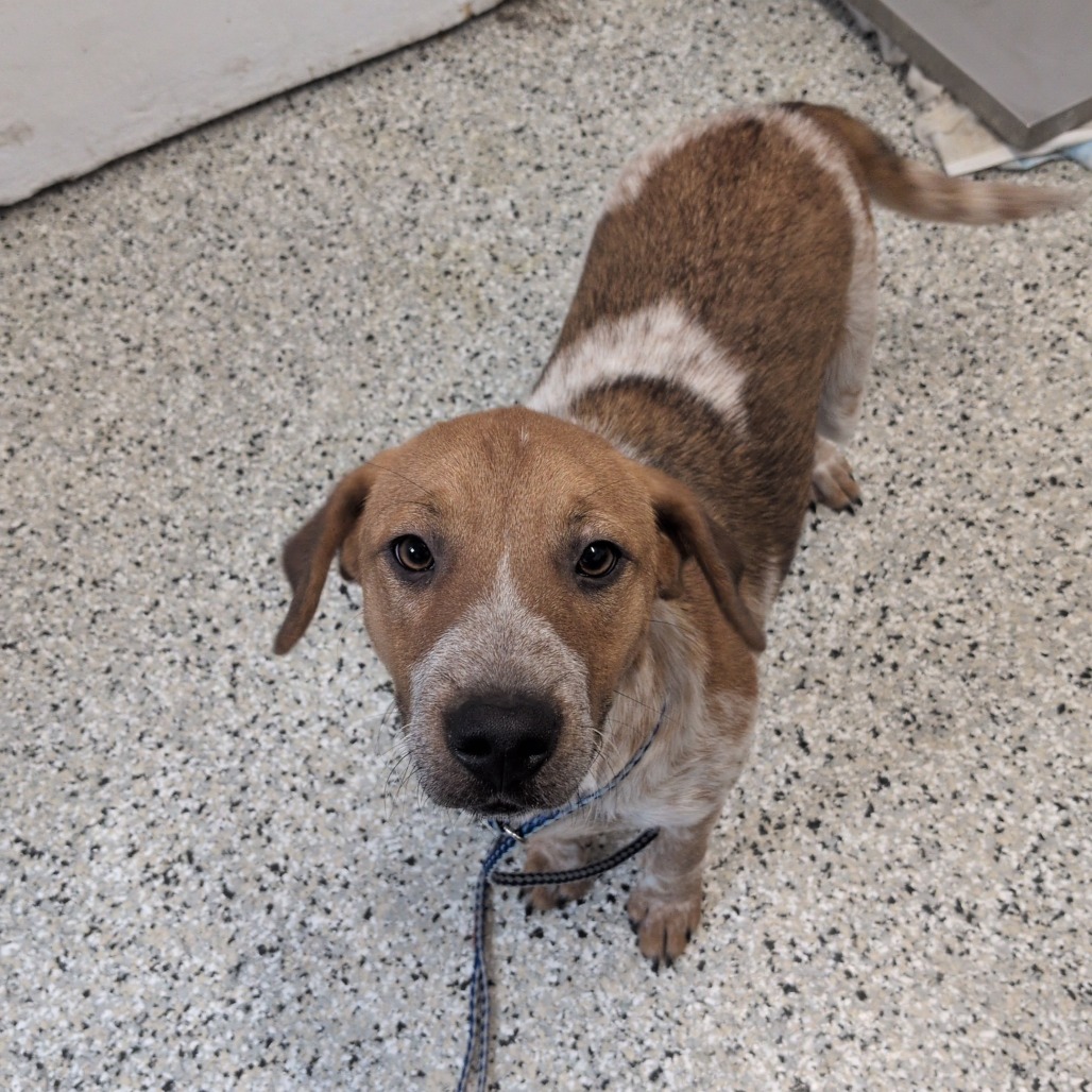 BIRDIE - Cattle Dog, Australian (Red Heeler) / Beagle available for adoption