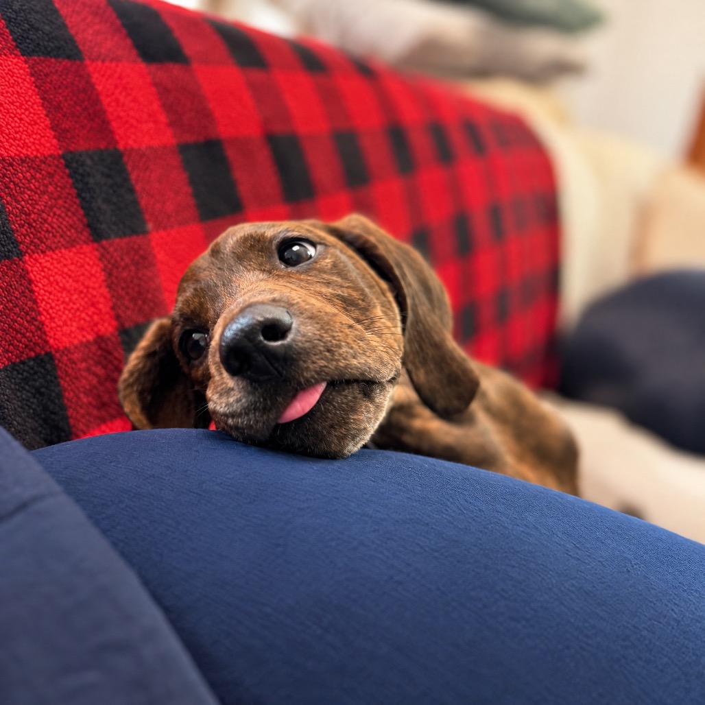 Rebecca Pup - Bianca, photo 11