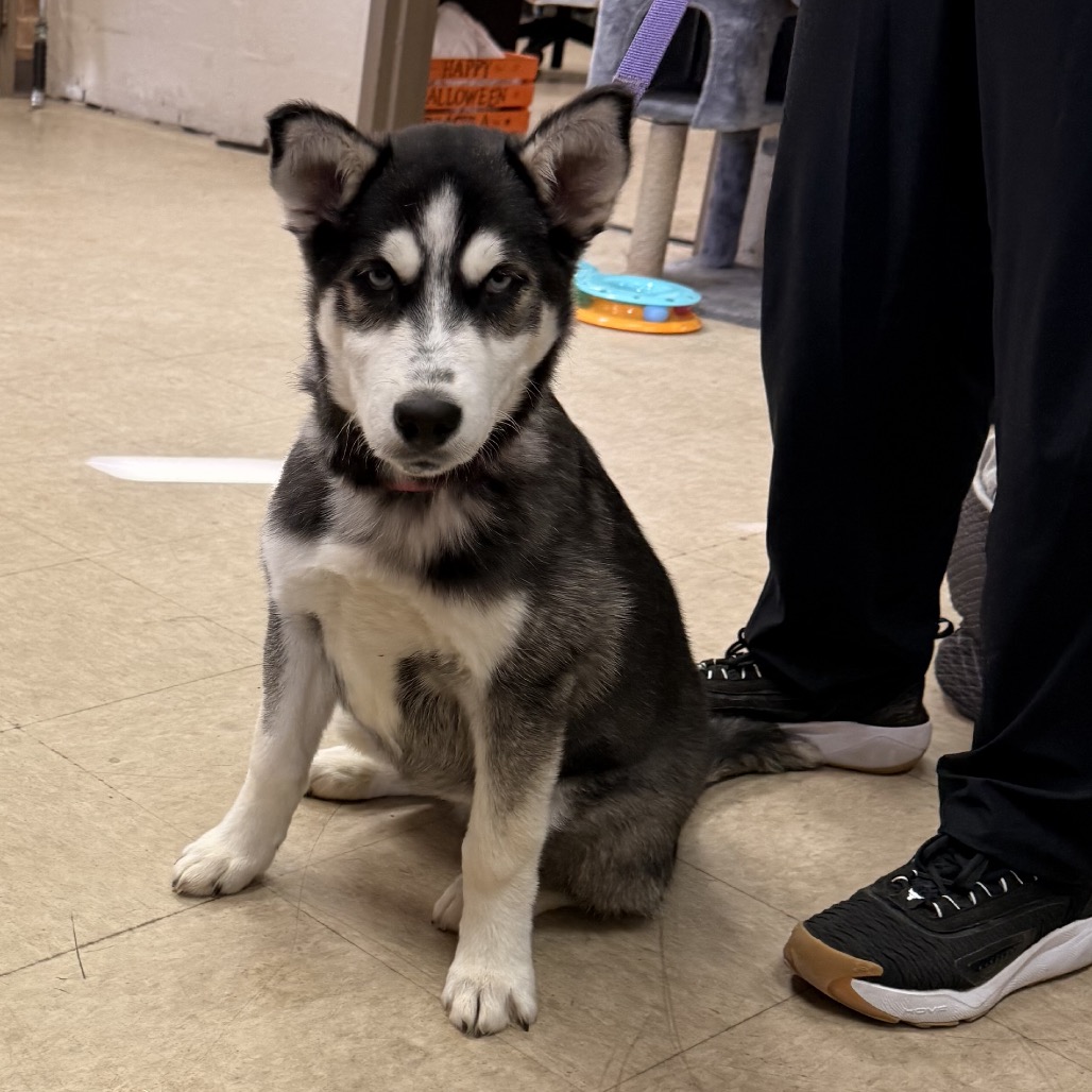 Siberian Husky
