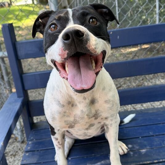 PING PONG - Terrier, Pit Bull / Mix for adoption in Dayton