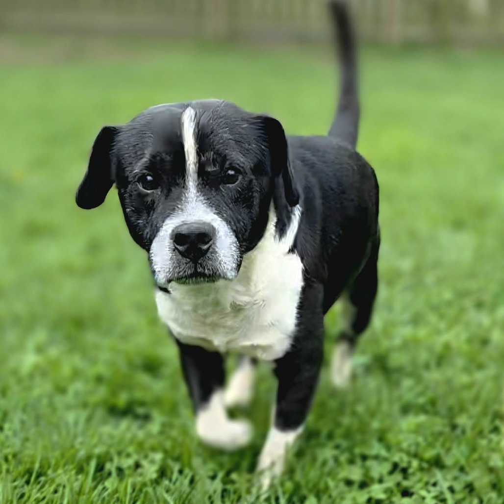 Aldean- $90 Adoption Fee!