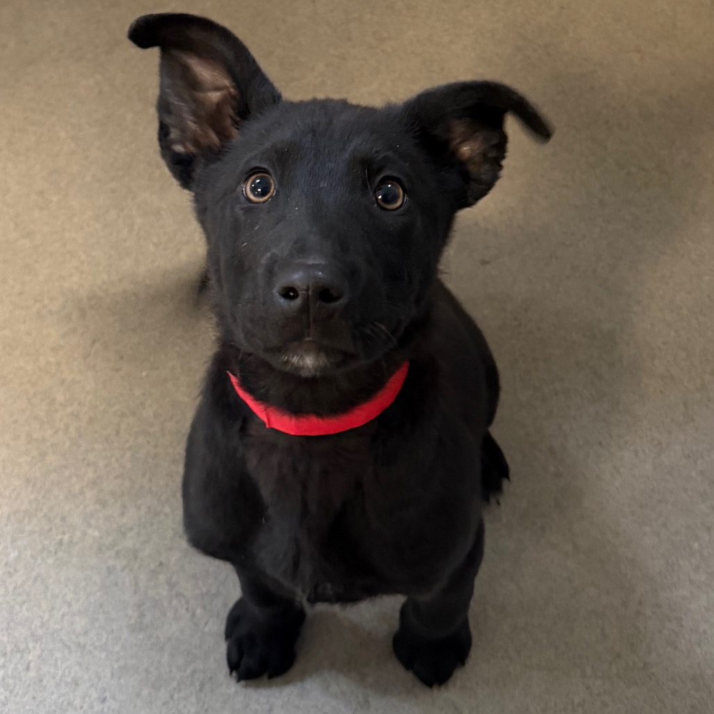 Kennel#26b(red collar)'s preview photo