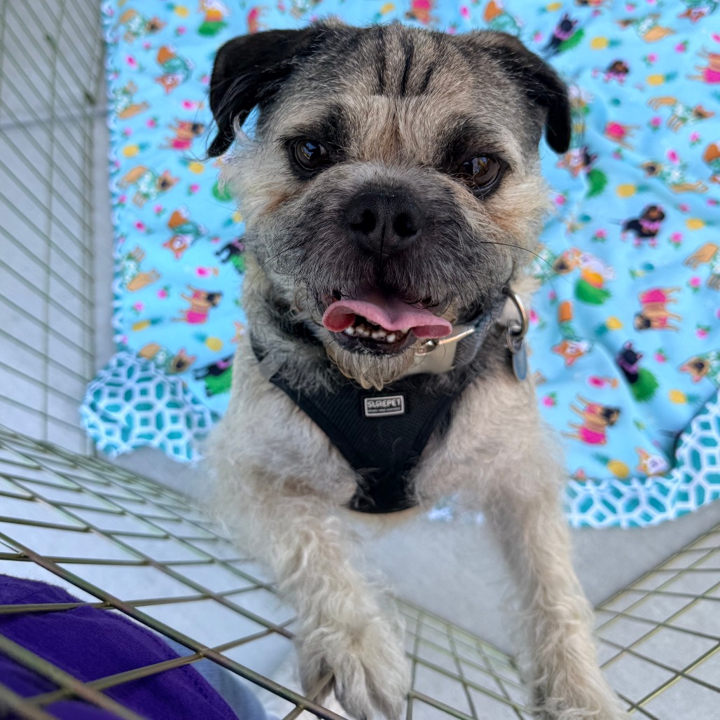 Bruiser, photo 5