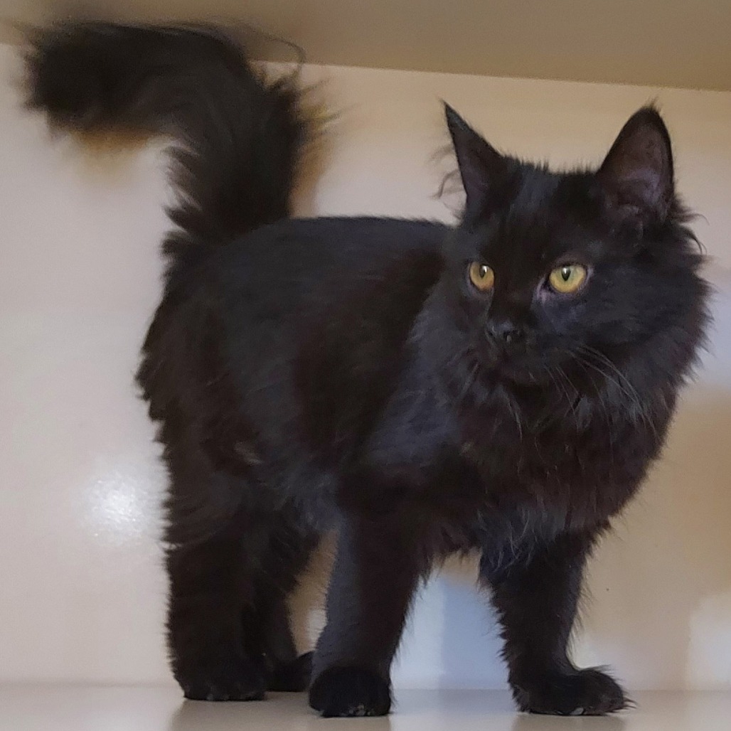 SERENA - Domestic Medium Hair available for adoption