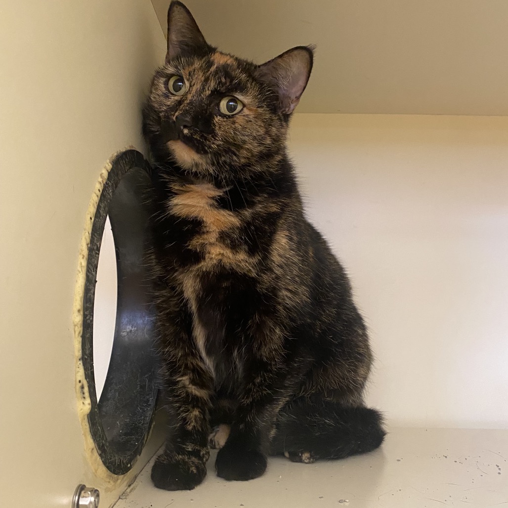 Miss Kitty, photo 2