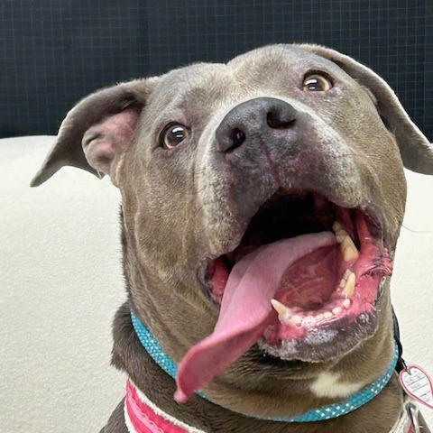 Xena $99 — thumbnail 5