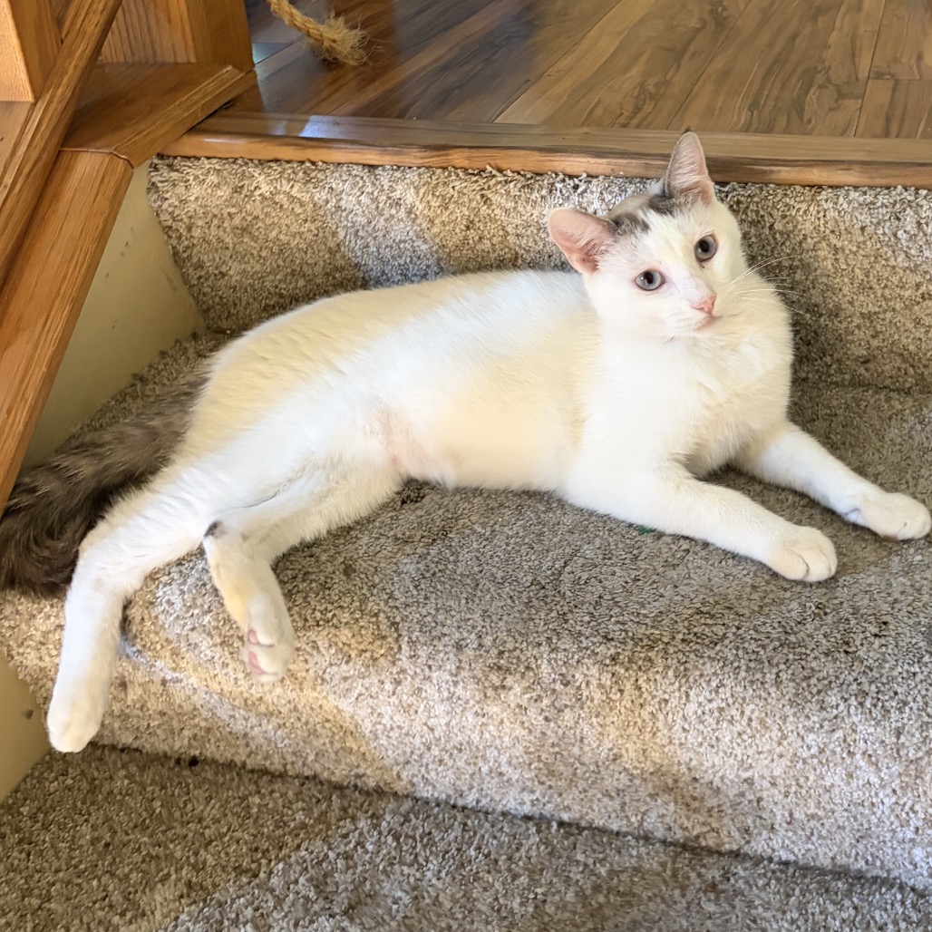 Mochi, photo 2