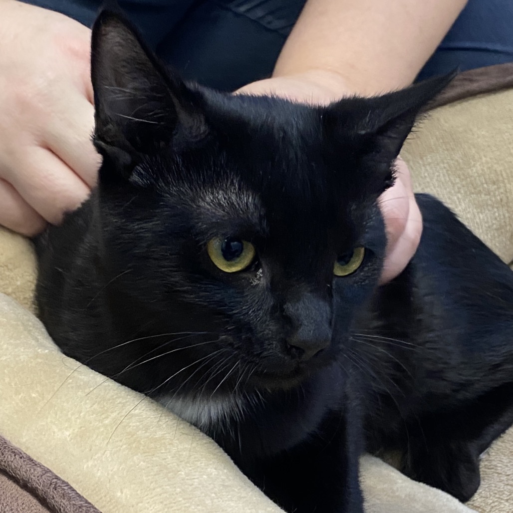 DEEDEE (BONDED WITH DEXTER) - Domestic Shorthair available for adoption