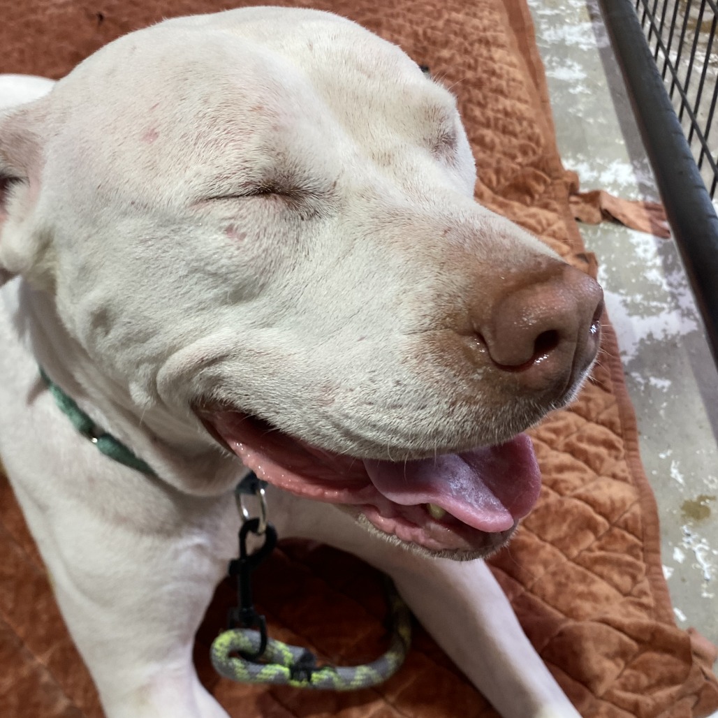 ASHA - Mixed Breed (Medium) available for adoption