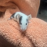Alvin