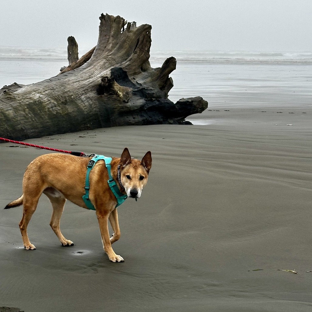 Bobby — thumbnail 3