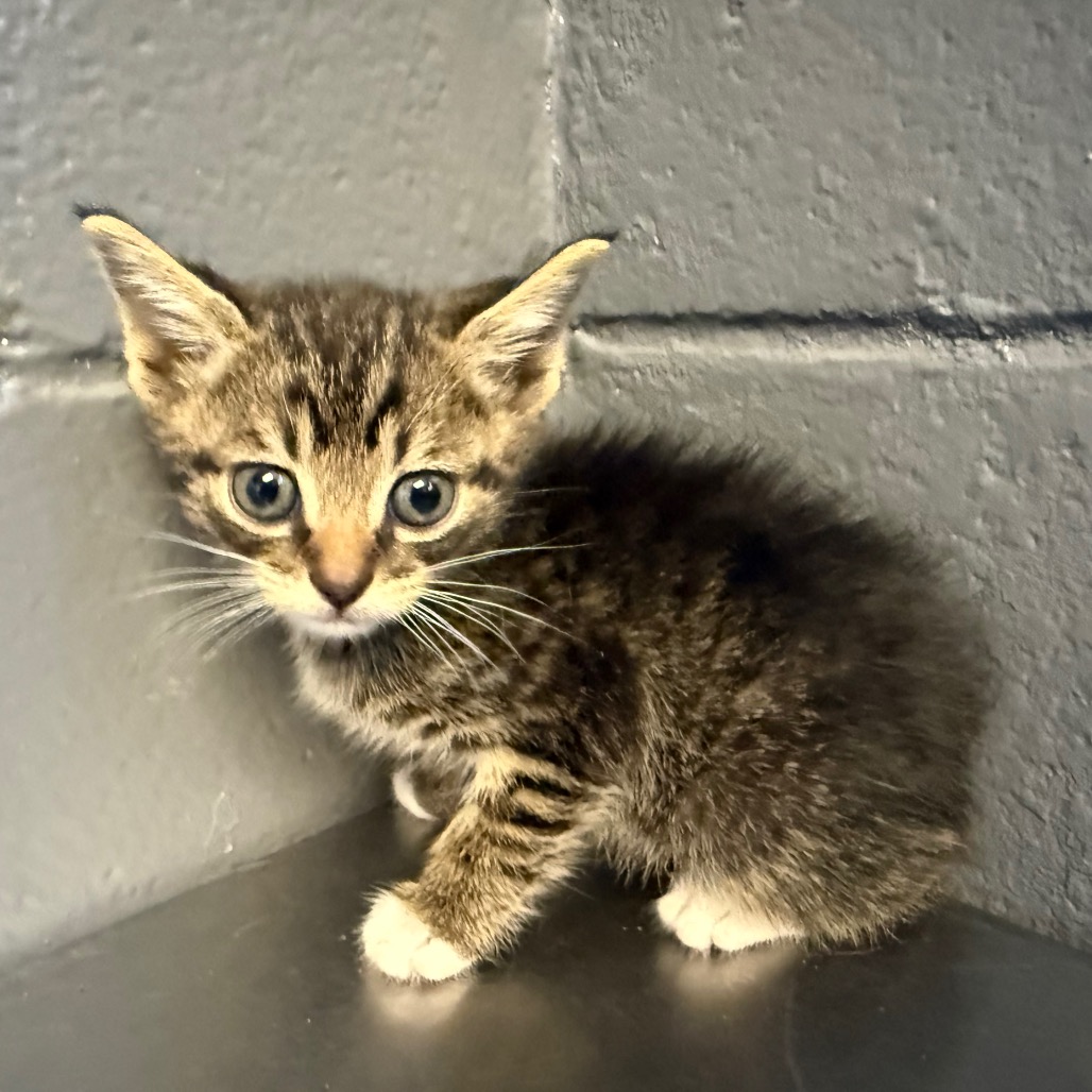 Tusc Stray 84333