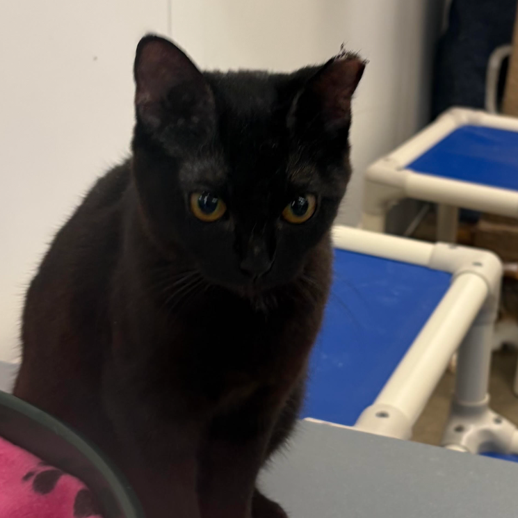 Duchess, available for adoption