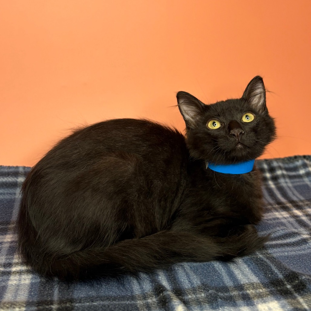 GRIZ - Domestic Medium Hair available for adoption