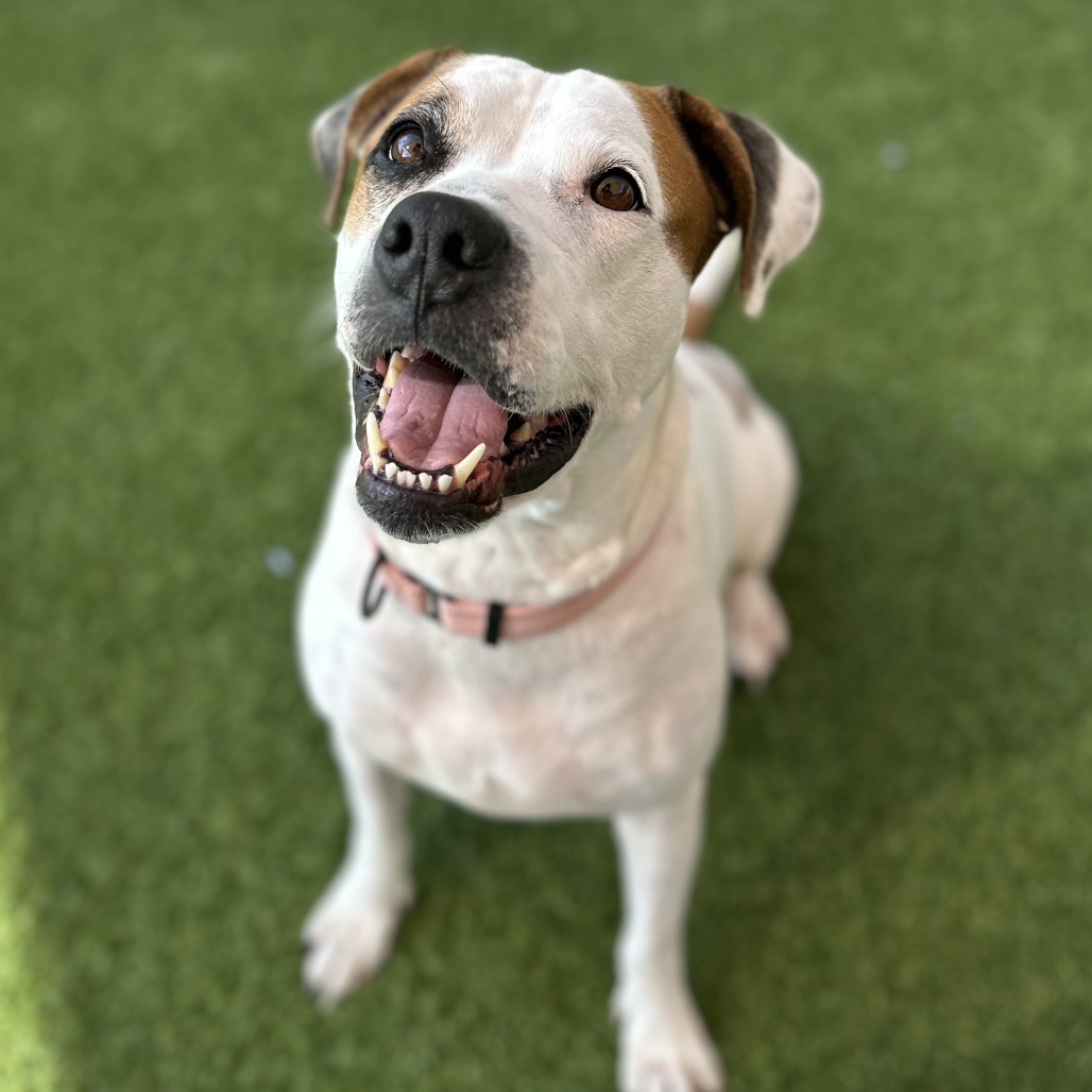 JAZZY - Mixed Breed (Large) available for adoption