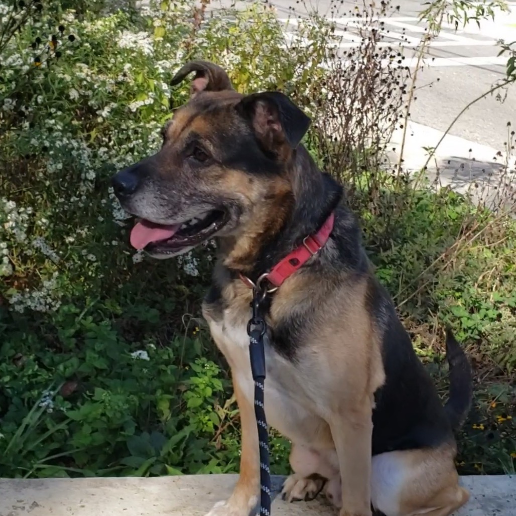 Ranger, photo 10