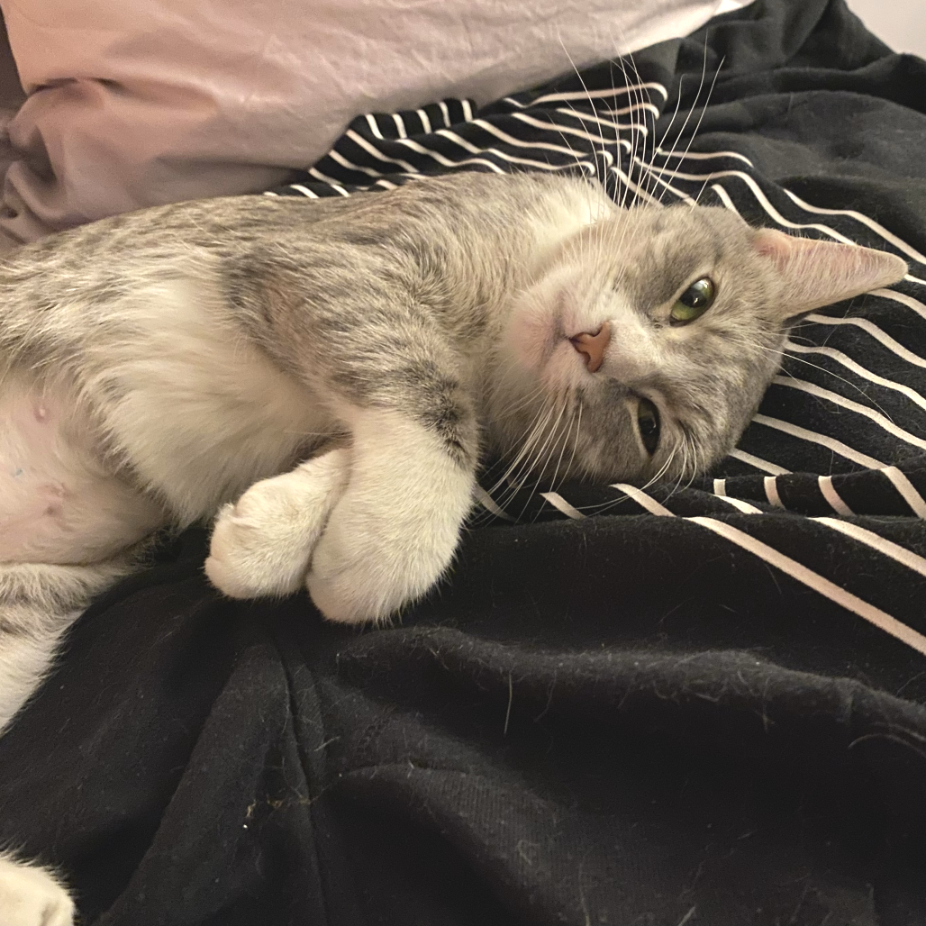 Kitty — thumbnail 4