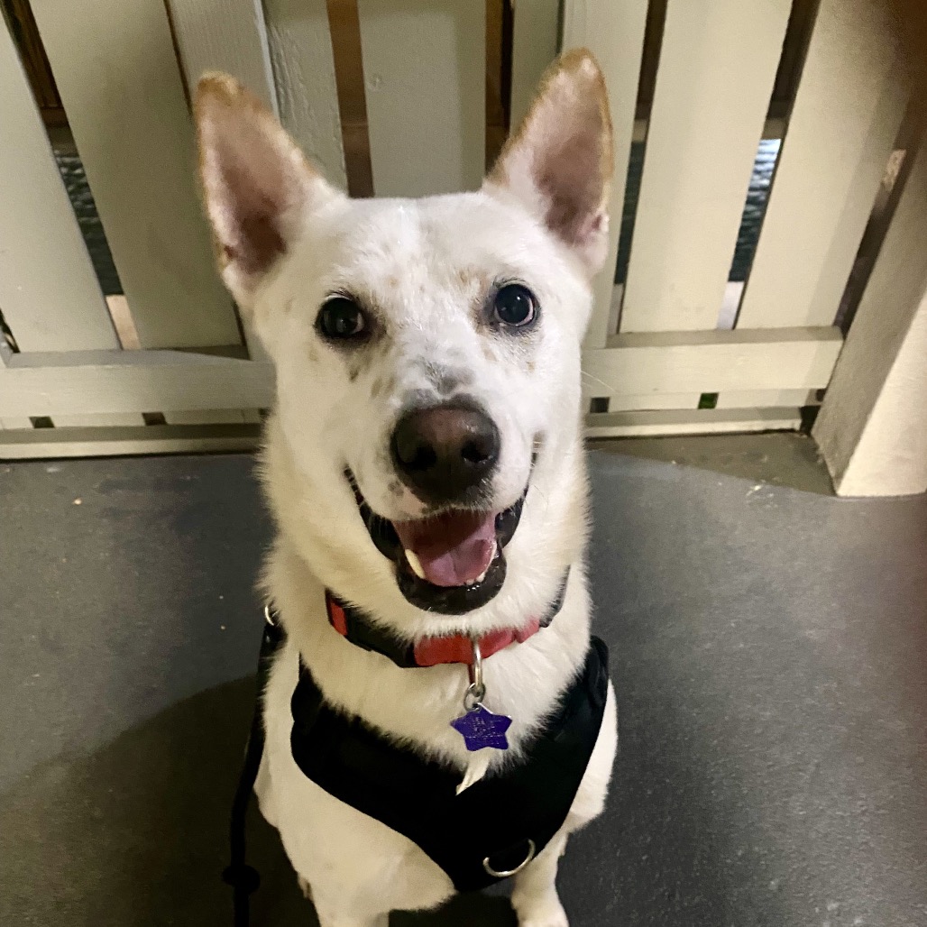 Benji — thumbnail 4