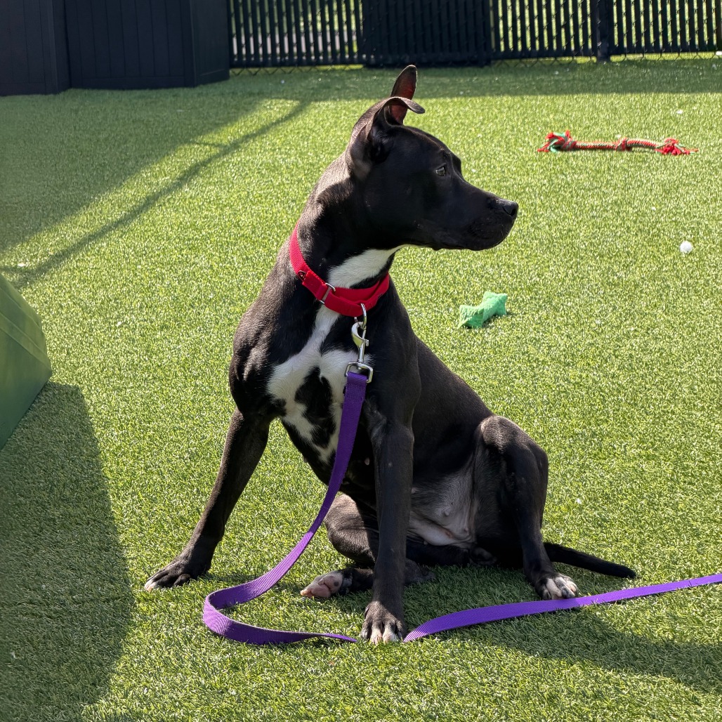 Photo of Witch Hazel 6