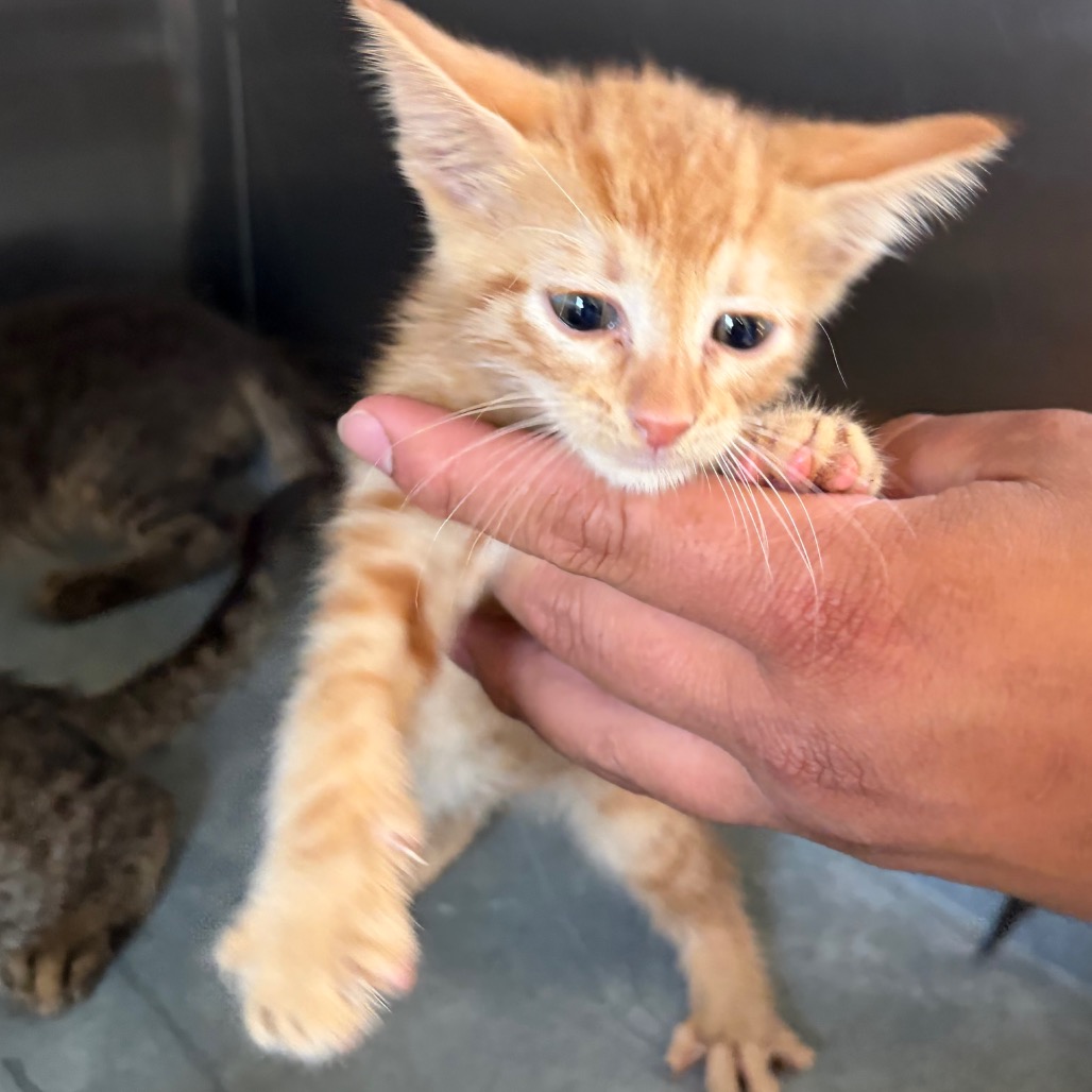 THE THING - Domestic Shorthair available for adoption