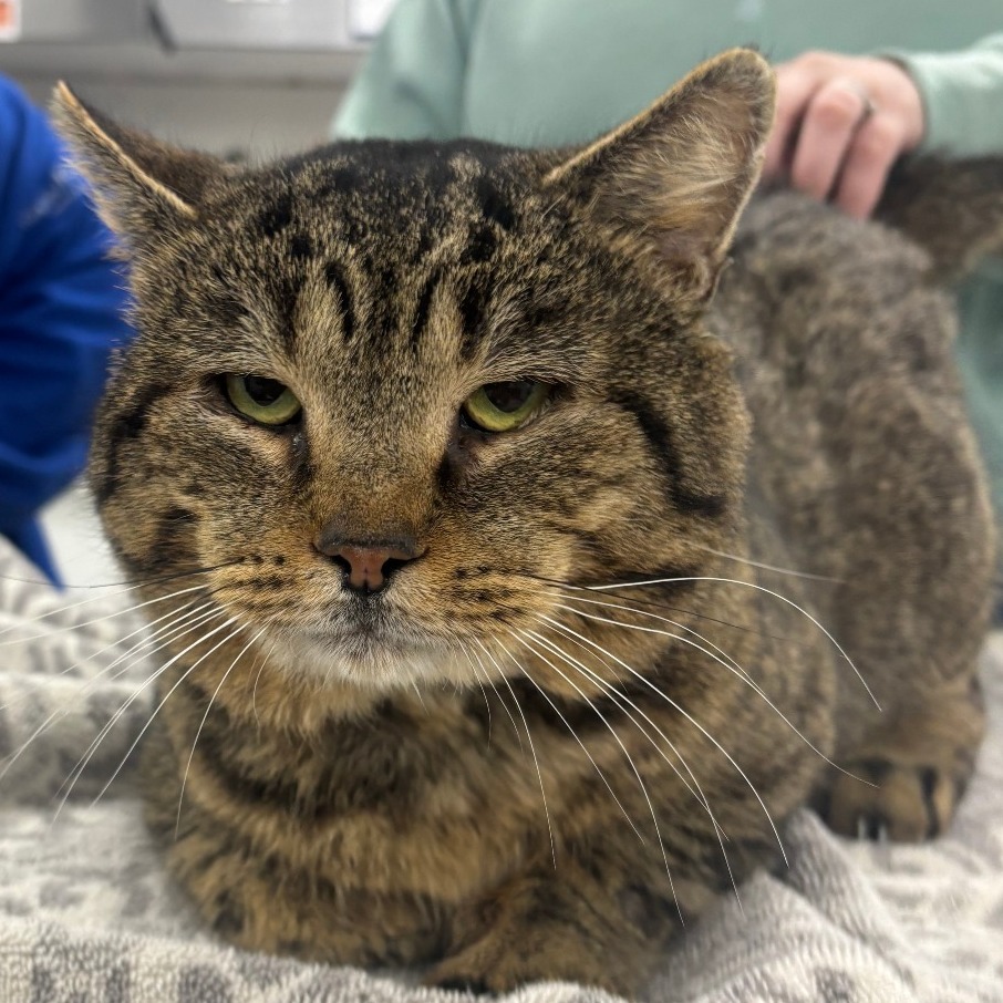 Dumpling — thumbnail 2