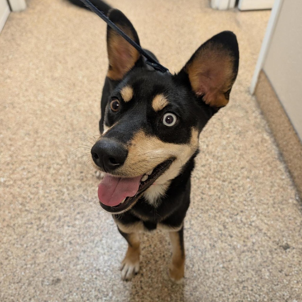 Australian Kelpie