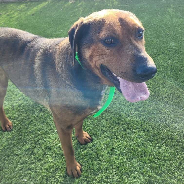 Timber — thumbnail 7