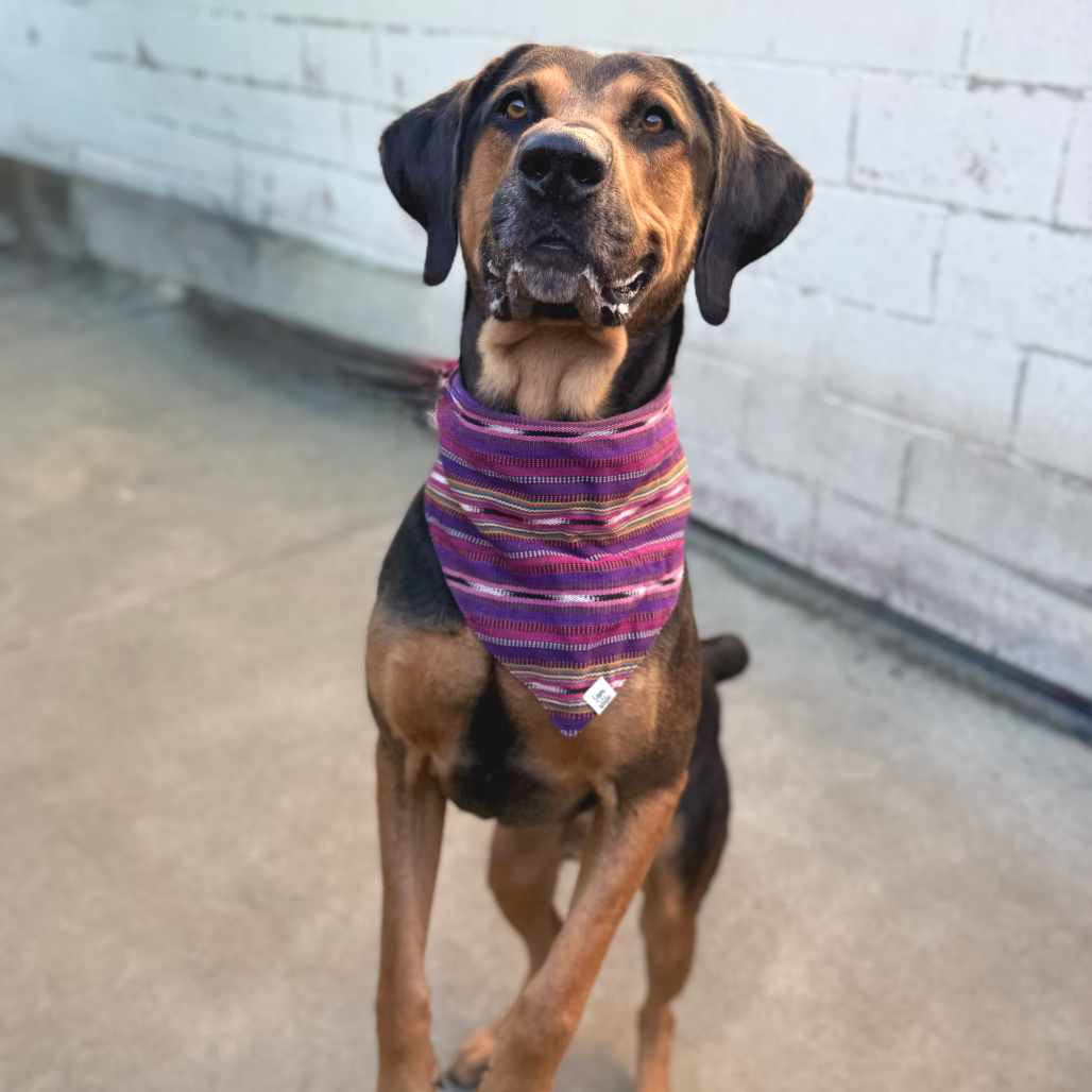 Rover — thumbnail 4