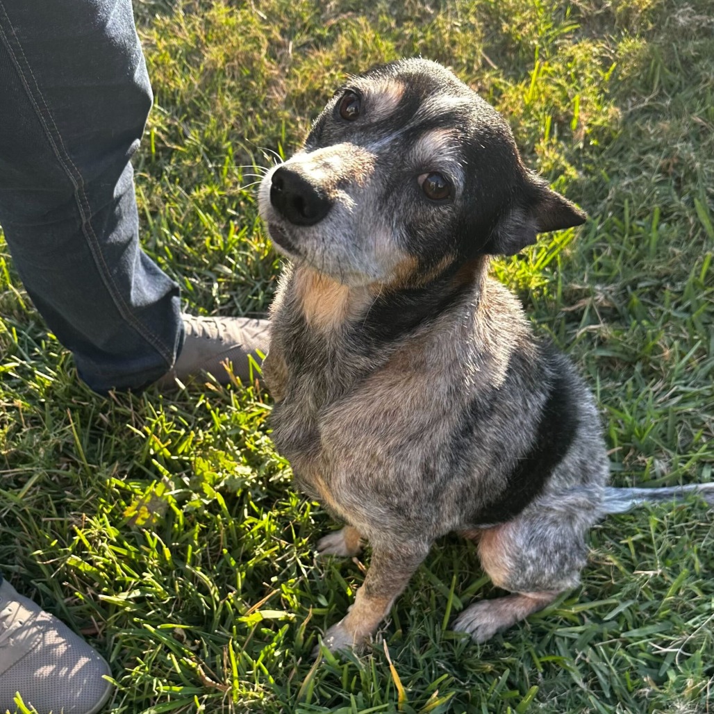 Gertrude, available for adoption at PVAS