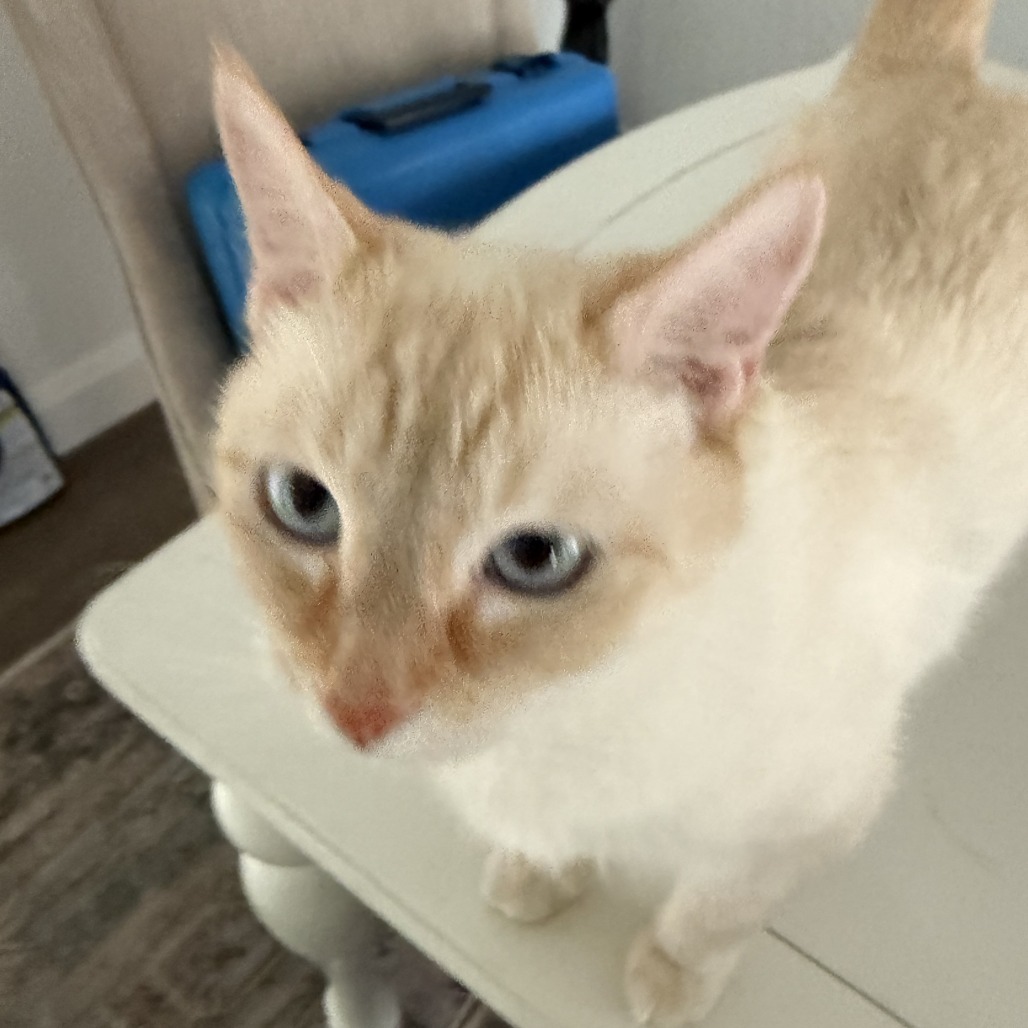 Almond picture #14