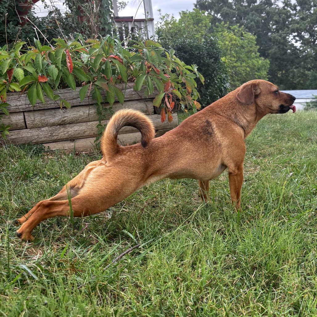 Daffodil(Dilly), photo 46