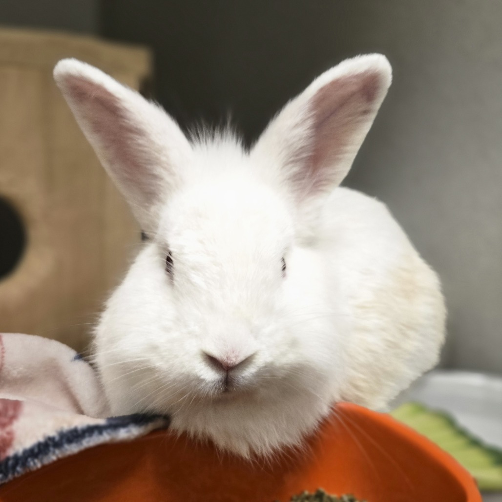 Photo of Mochi 3