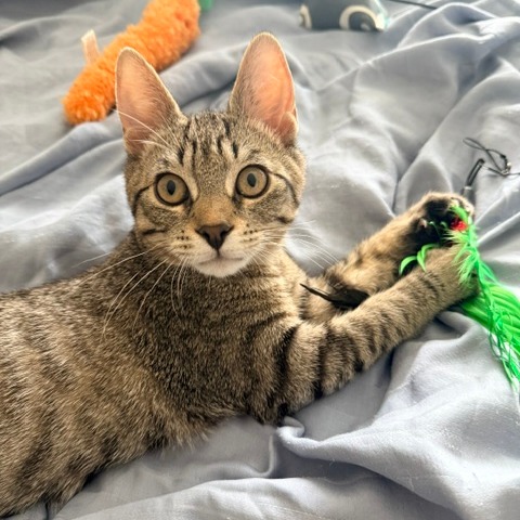 Valentino