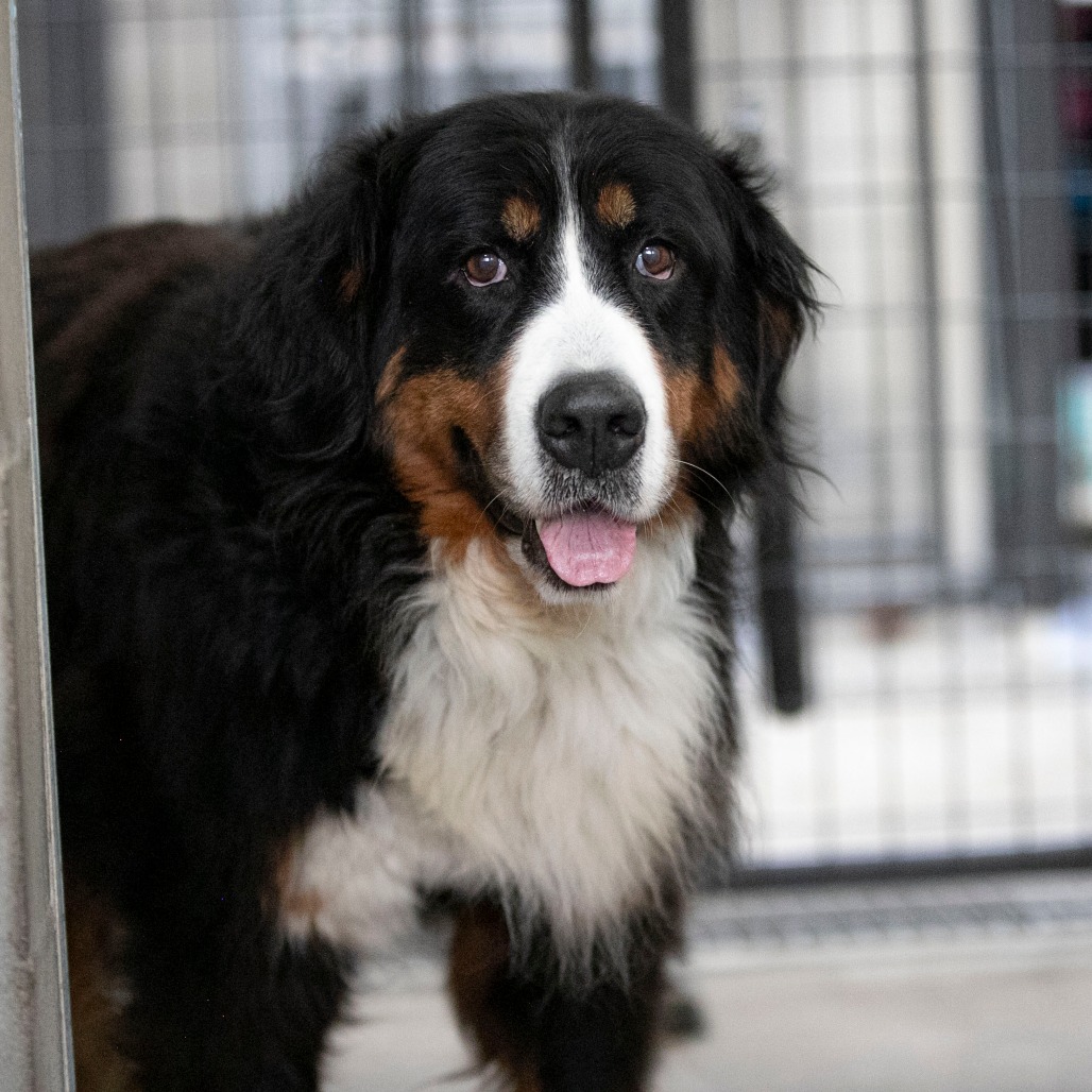 Siri (JY26-24), photo 4