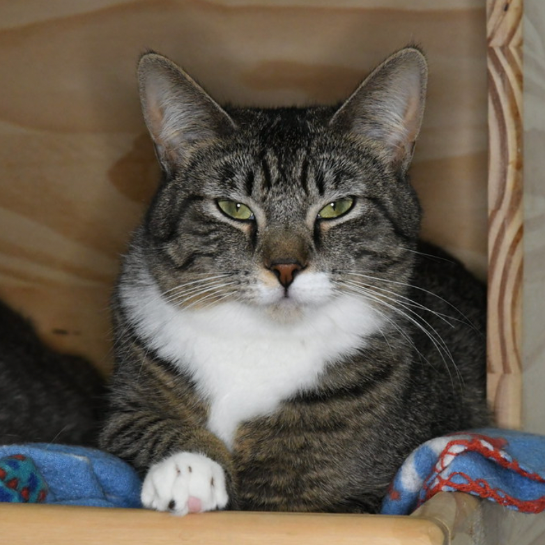 Jovie, photo 2