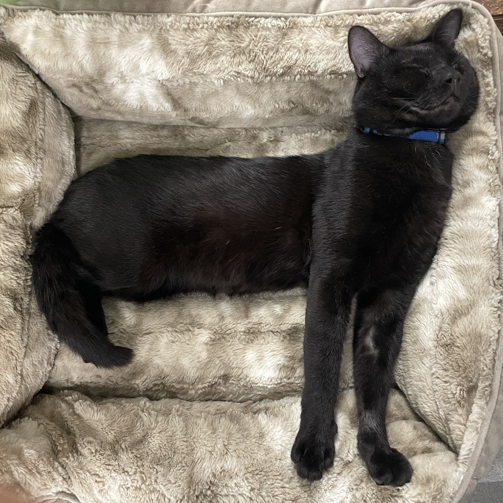 Dr. Cornelius P Whiskerstein