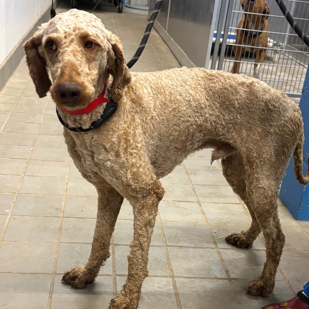 WELLS - Poodle, Standard / Mix available for adoption