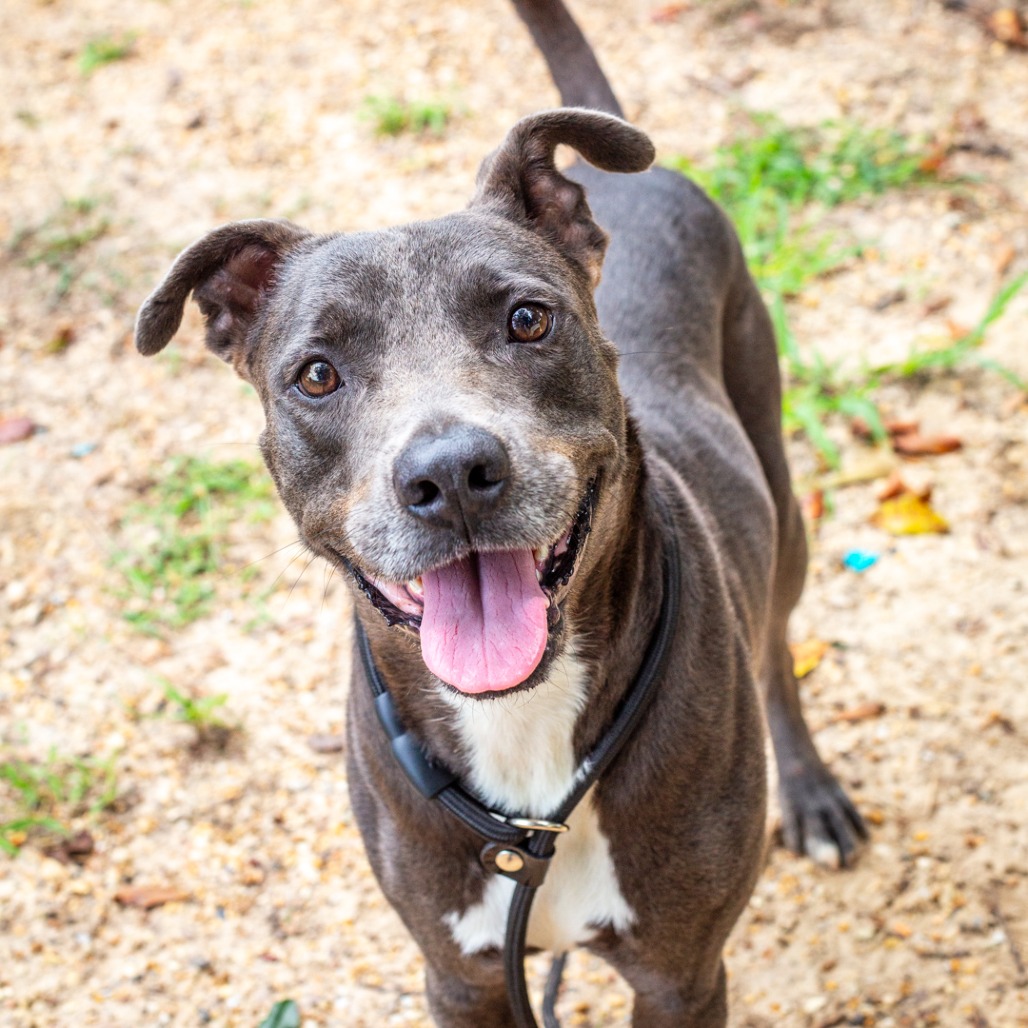 BIG CHEESE - Retriever, Labrador / Terrier available for adoption