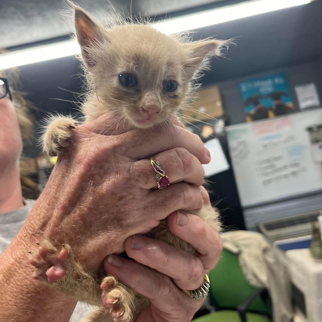 TONTO - Domestic Medium Hair available for adoption