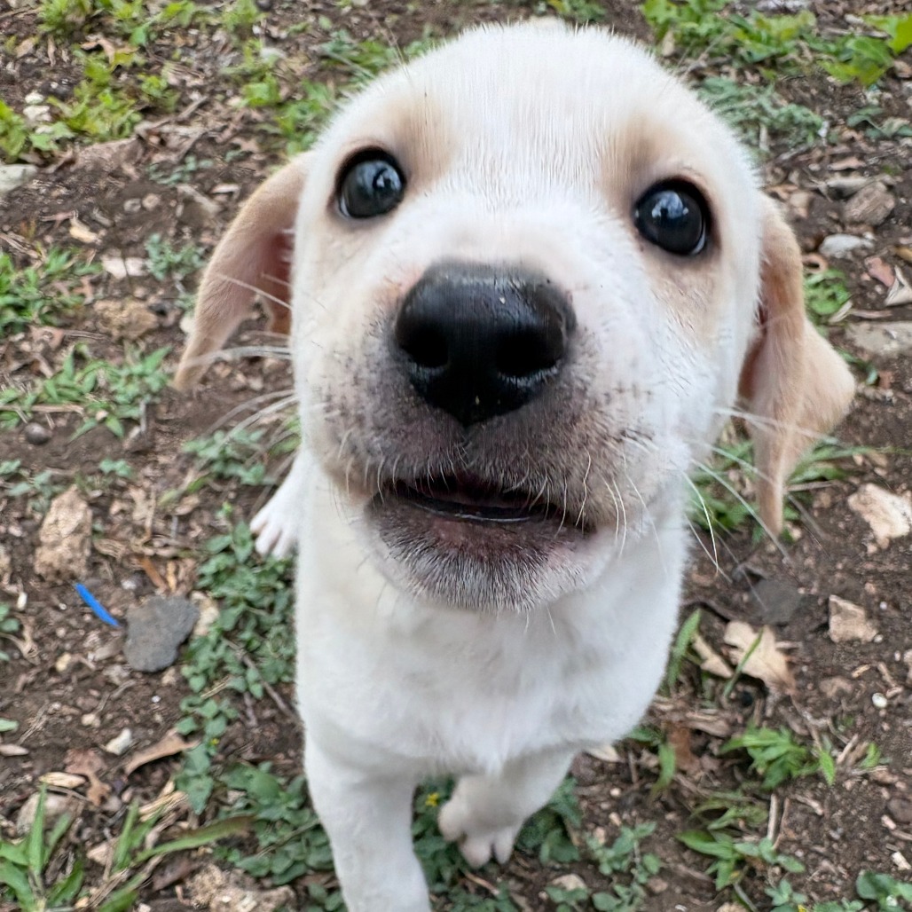 Corn Cake — thumbnail 2