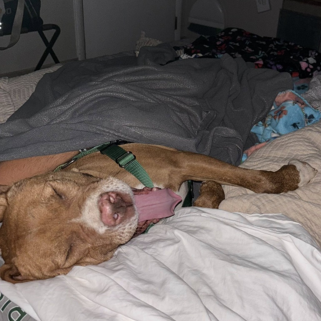 Caine, photo 14