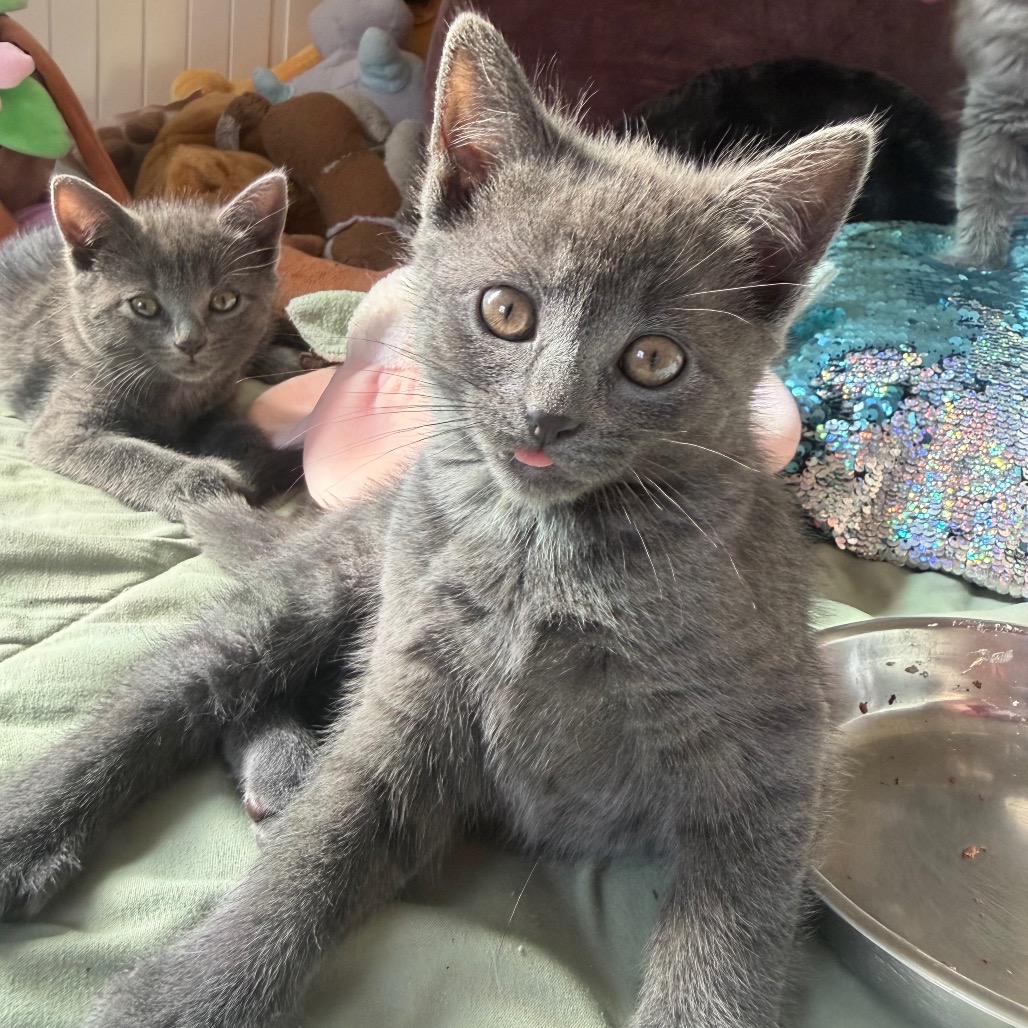 MARY (AVAILABLE 11/13) - Domestic Medium Hair available for adoption